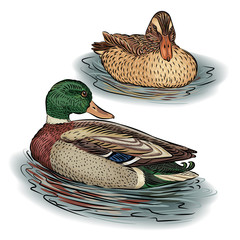 Duck male and female swim in the pond in the water Yu Birds, mallards, farm animals. Vector illustration.