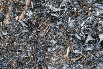 burnt grass and ashes textured background