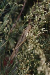 Cone-Headed Grasshopper (Conocephalus)