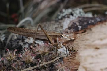 Cone-Headed Grasshopper (Conocephalus)