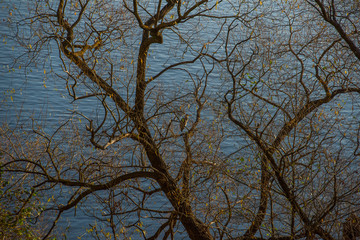 Heron in a tree at the lake Mälaren in Stockholm