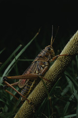 Lubber Grasshopper (Romalea)