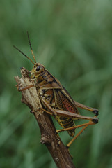 Lubber Grasshopper (Romalea)