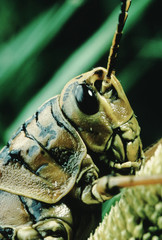 Lubber Grasshopper (Romalea)