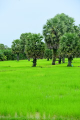 View of green rice fields and Dong Nang area around Tanote palm trees.	