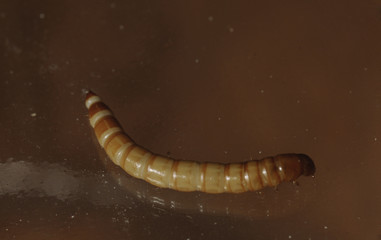 Mealworm Beetle Larva (Tenebrio Molitor)