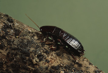 Oriental Cockroach (Blattidae) - obrazy, fototapety, plakaty
