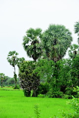 View of green rice fields and Dong Nang area around Tanote palm trees.	