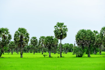 View of green rice fields and Dong Nang area around Tanote palm trees.