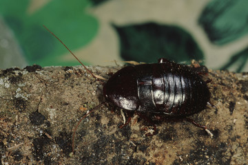 Oriental Cockroach (Blattidae) - obrazy, fototapety, plakaty
