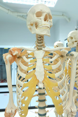 human skeletal anatomy model