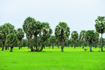 View of green rice fields and Dong Nang area around Tanote palm trees.	