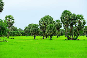 View of green rice fields and Dong Nang area around Tanote palm trees.