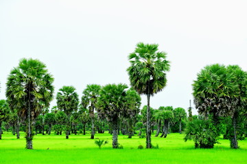 View of green rice fields and Dong Nang area around Tanote palm trees.	