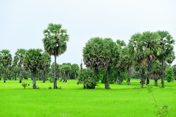 View of green rice fields and Dong Nang area around Tanote palm trees.