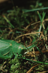 True Katydid (Pterophylla Camellifolia)
