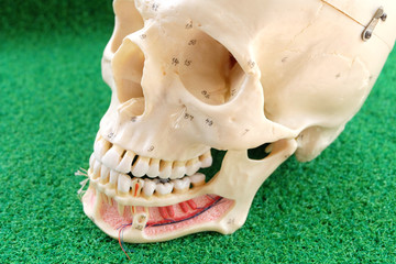 human skeletal anatomy model