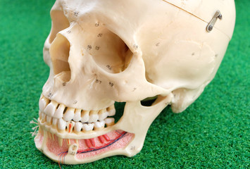 human skeletal anatomy model