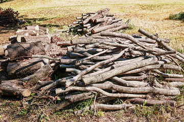 Fototapeta na wymiar 伐採された公園樹の枝と幹