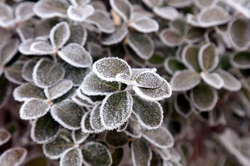 plant in the snow
