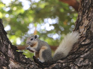 Fototapeta premium Portrait of grey squirrel eating food on the tree in the park
