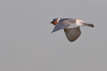 Cliff Swallow in flight