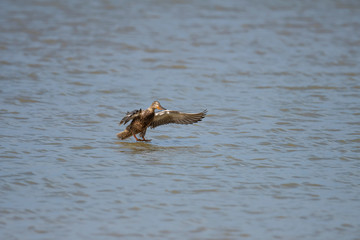 Northern Shoveler in Mai Po Marshes, Hong Kong (Formal Name: Anas clypeata)