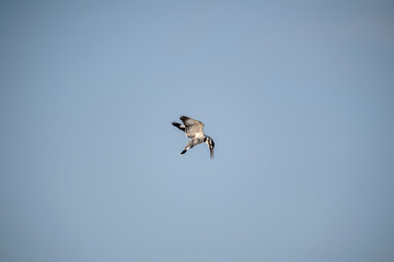 Pied Kingfisher in Mai Po Marshes, Hong Kong (Formal Name: Ceryle rudis)