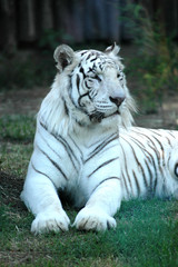 Obraz na płótnie Canvas tigre blanco