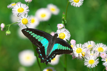 アオスジアゲハとハルジオン