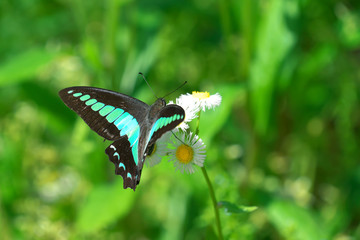 アオスジアゲハとハルジオン