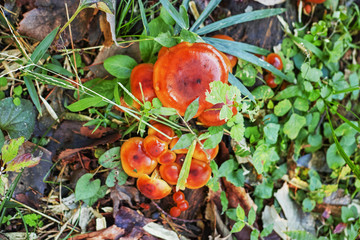 草の下に生えている茶色いキノコ