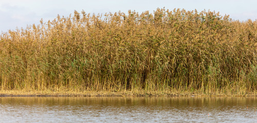 Bulrush near the lake with reflection in the fall