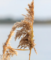 Broom on the reeds in the fall