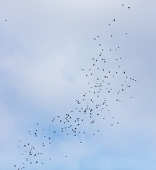 A flock of birds against the sky with clouds