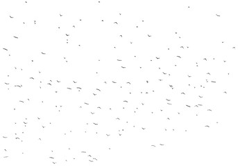 Fototapeta premium Flock of birds isolated on white background