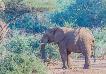 African elephant isolated in an African bush setting image in horizontal format