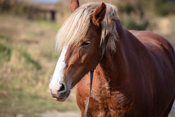Portrait of a horse in a pasture