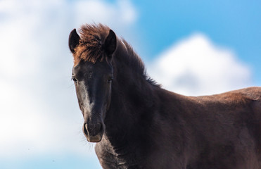 Portrait of a horse in a pasture