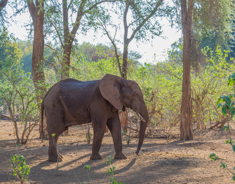 African elephant isolated in an African bush setting image in horizontal format