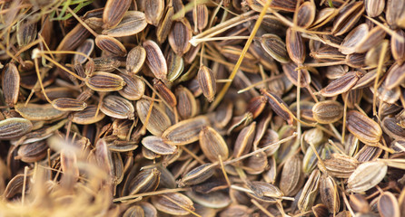 Dill seeds as a background