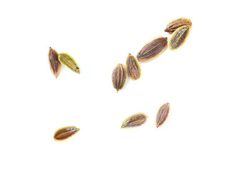 Dill seeds isolated on a white background