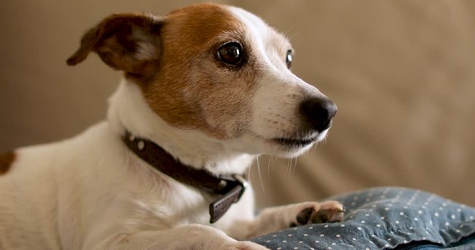 Old Jack Russell dog lies on beige sofa at home