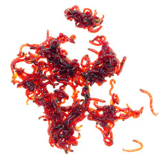 Red bloodworm isolated on a white background