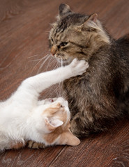 Two cats are playing and fighting