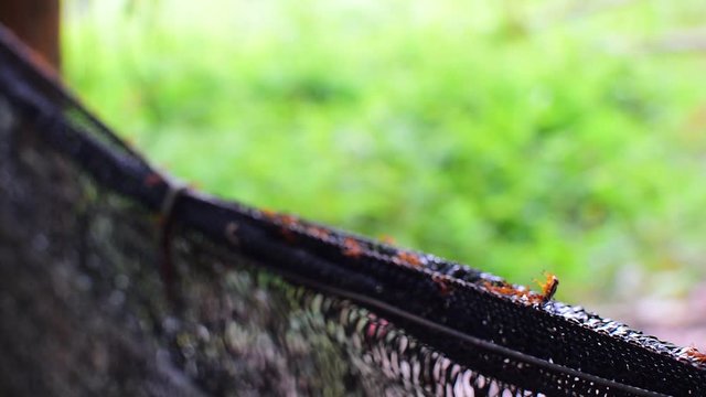 red ants walking on steel wire with blur green nature background