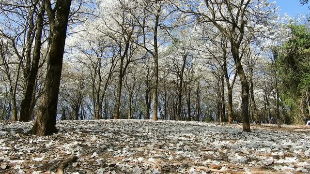 Ipes white tree flowering grove with selective focus in the municipality of Marilia