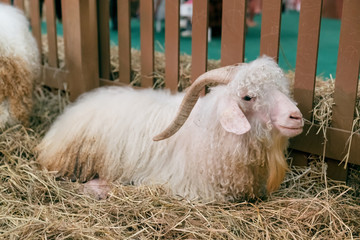 angora goat in the hay