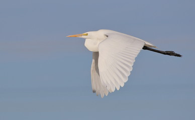 Great Egret in flight