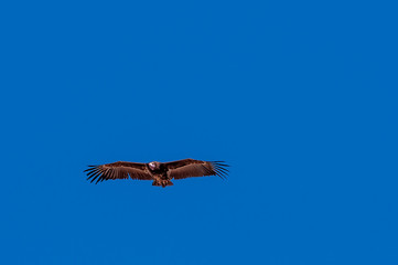 A White-headed vulture -Trigonoceps occipitalis- circling over Etosha National Park, Namibia.